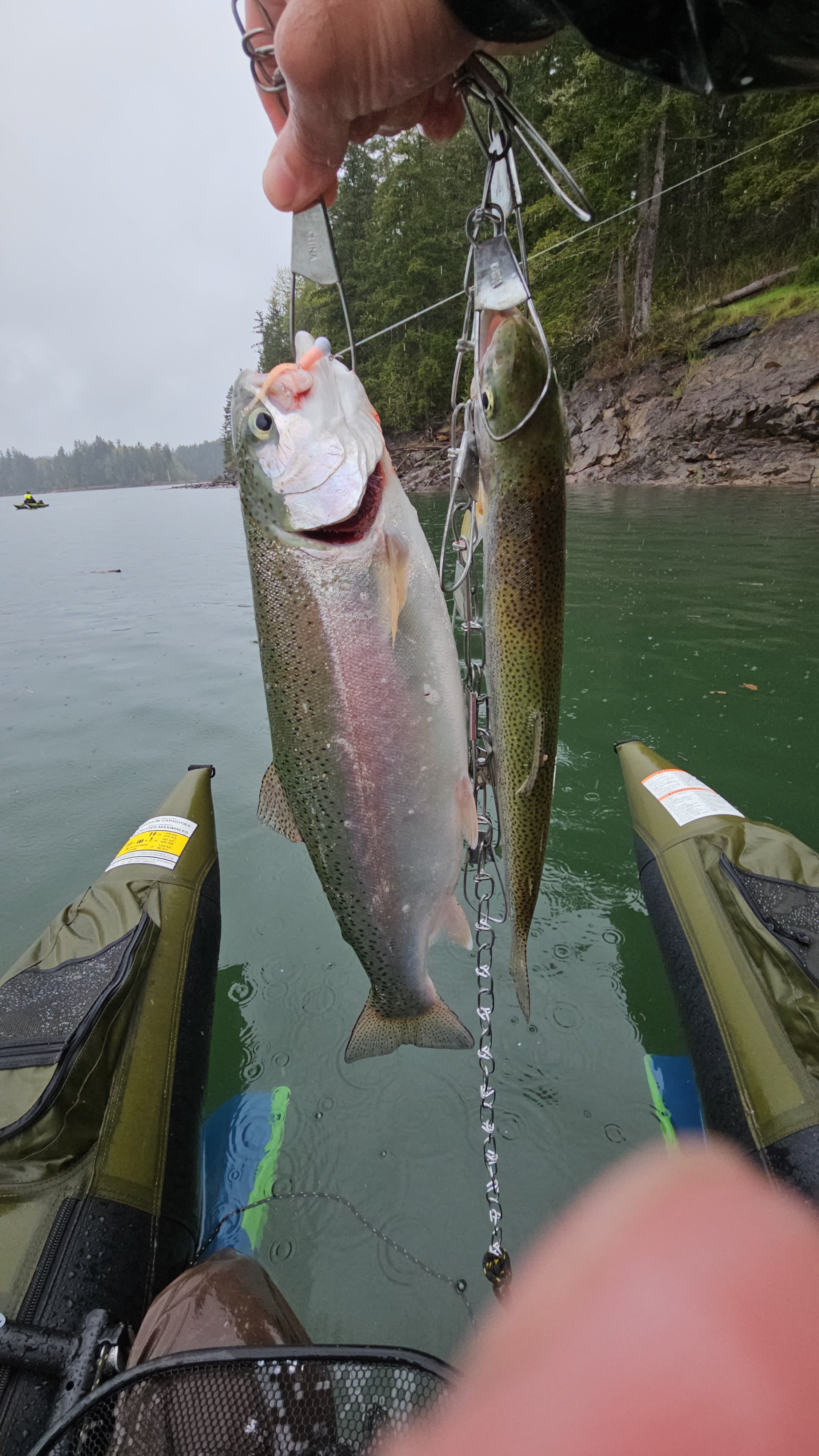 Hoy Fish Trout – HoyFishing