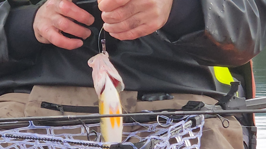 Hoy Fish Perch – HoyFishing