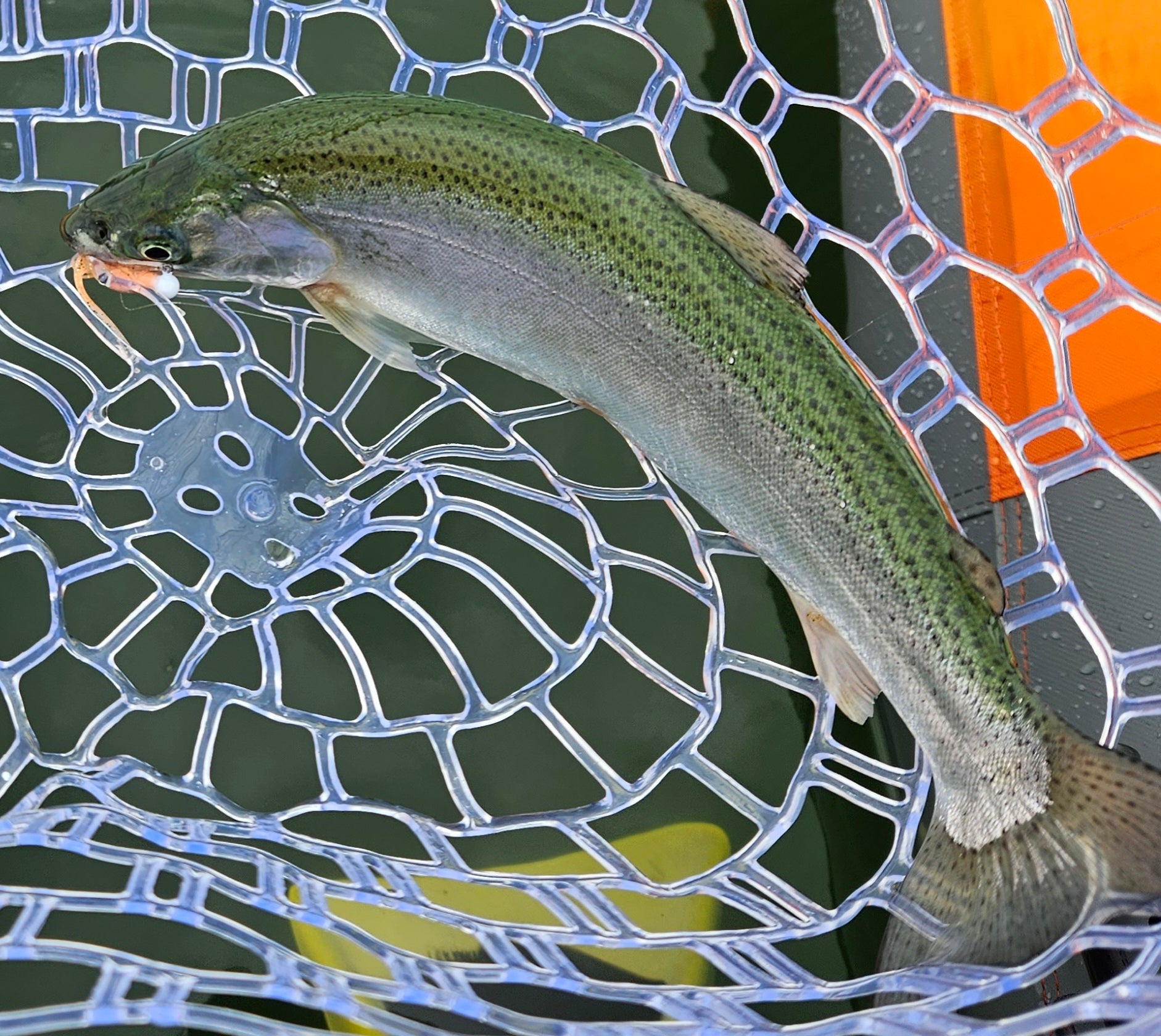 Hoy Fish trout – HoyFishing