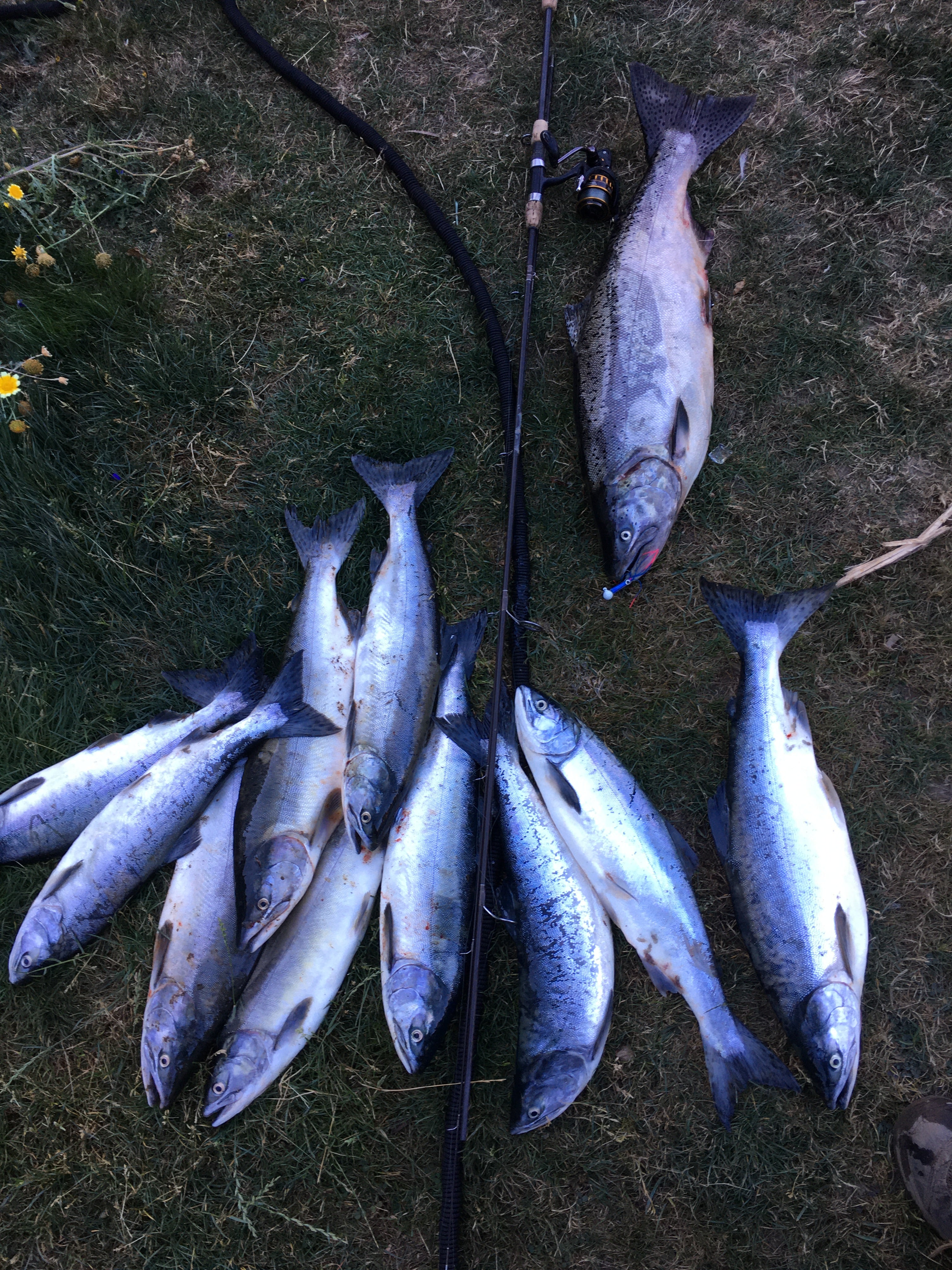 salmon – HoyFishing