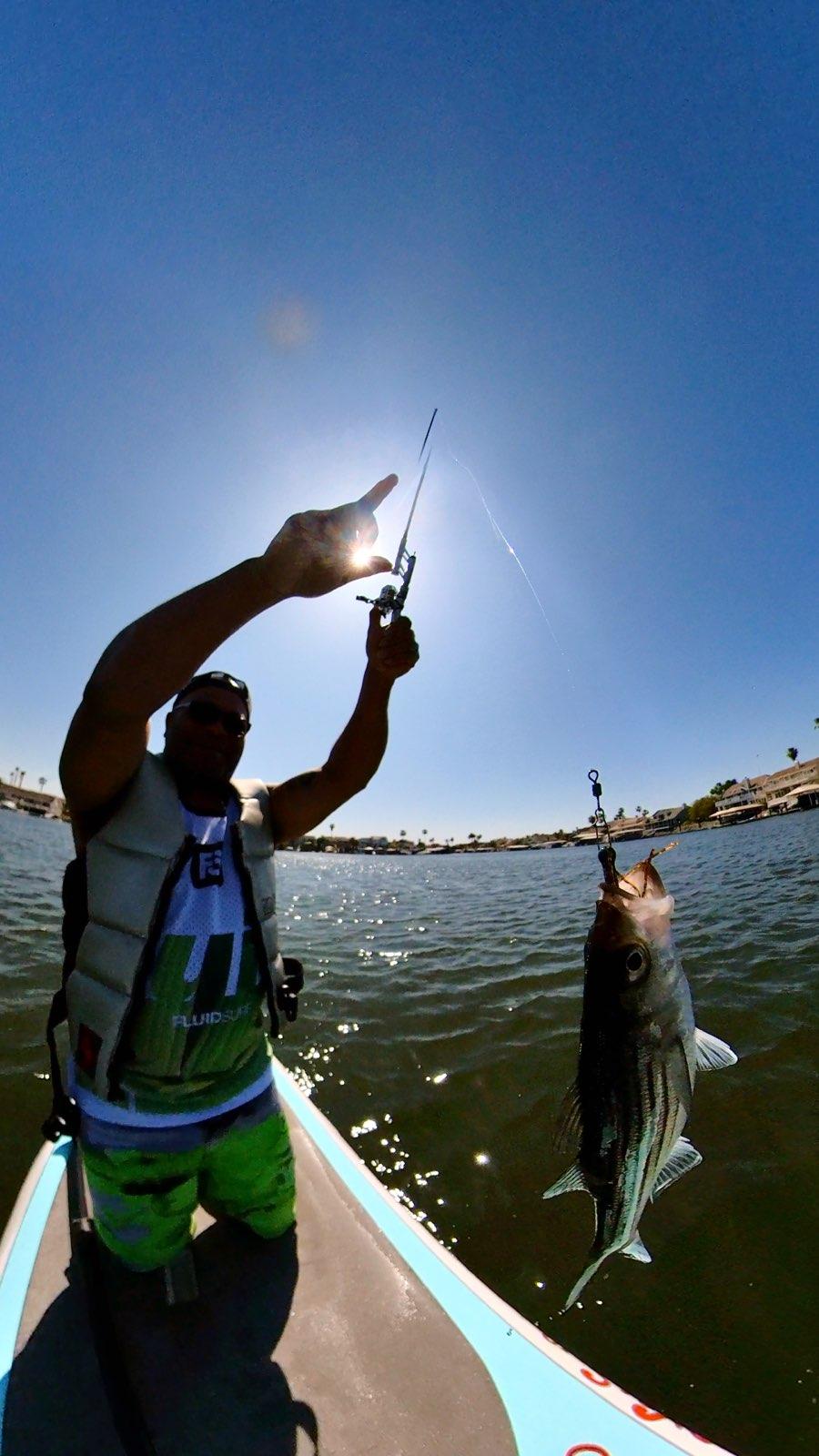 Hoy Fish stripers!! – HoyFishing