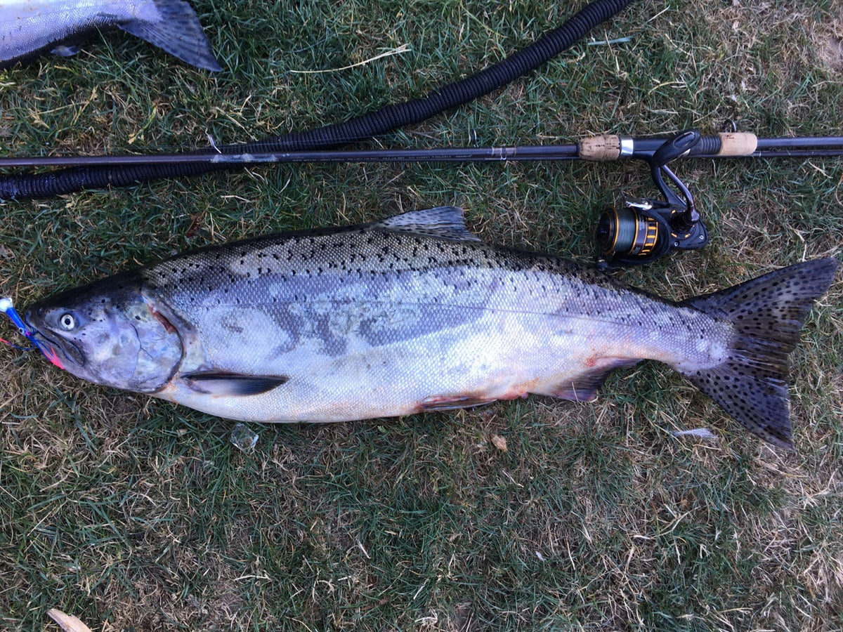 Hoy Fish SakLures – HoyFishing